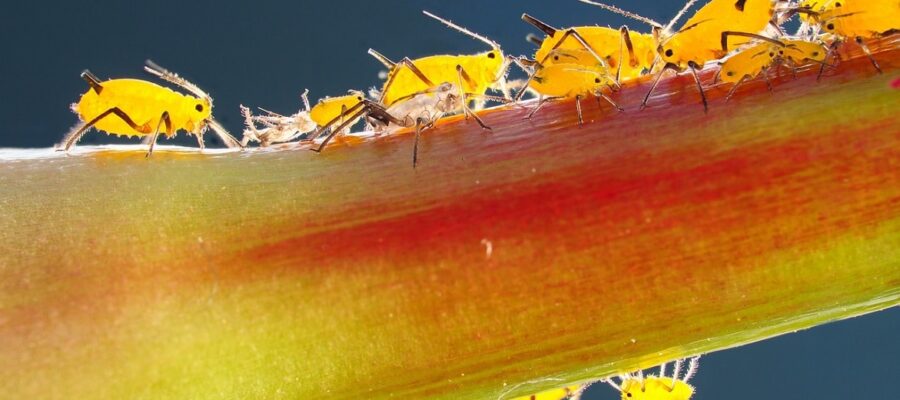 Antiáfidos naturales: plantas repelentes y recetas eficaces